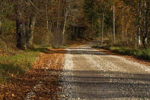 autunno paesaggio con giallo le foglie su un' soleggiato giorno foto