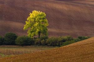 autunno paesaggio nel un' moravia i campi foto