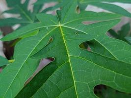 fresco papaia verde foglia struttura modelli. papaia foglia sfondo. papaia le foglie nel il giardino, giovane papaia nel superiore Visualizza, verde le foglie sfondo. foto