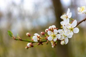 prugna fiorire ramo foto