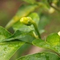 chili albero nel il giardino foto