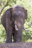 domestico elefante nel il foresta foto