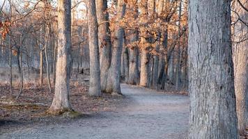 alto alberi nel legna terre nel Michigan campagna , panoramico foresta pista attraverso boschi nel presto primavera volta. foto
