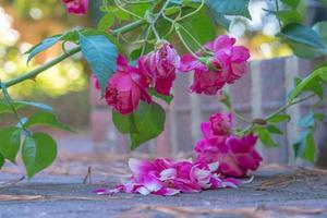 luminosa rosa Rose nel il giardino. foto