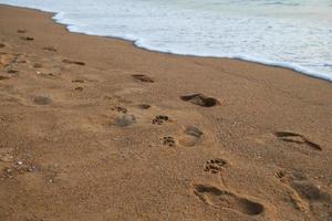 viaggio per isola Phuket, Tailandia. il impronte di popoli e cani su il sabbia spiaggia vicino per mare. foto