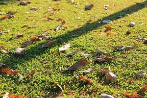 viaggio per chiang mai, Tailandia. il Visualizza su un' erba con autunno le foglie su un' soleggiato giorno. foto