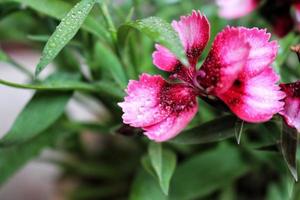 avvicinamento di fiore nel all'aperto giardino foto