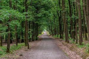 a piedi sentiero nel foresta. foresta strada. foto