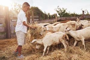 carino poco africano americano ragazzo è su il azienda agricola a estate con capre foto