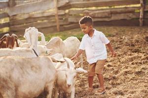 caldo tempo atmosferico. carino poco africano americano ragazzo è su il azienda agricola a estate con capre foto