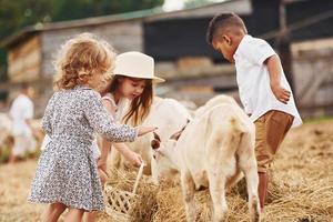 carino poco africano americano ragazzo con europeo ragazze è su il azienda agricola con capre foto