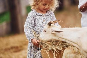 alimentazione capre. poco ragazza nel blu Abiti è su il azienda agricola a estate all'aperto foto