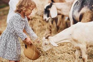 alimentazione capre. poco ragazza nel blu Abiti è su il azienda agricola a estate all'aperto foto