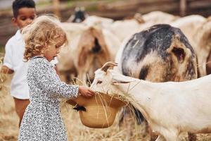 bene soleggiato tempo atmosferico. carino poco africano americano ragazzo con europeo ragazza è su il azienda agricola con capre foto