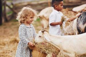 bene soleggiato tempo atmosferico. carino poco africano americano ragazzo con europeo ragazza è su il azienda agricola con capre foto