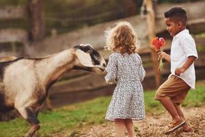 bene soleggiato tempo atmosferico. carino poco africano americano ragazzo con europeo ragazza è su il azienda agricola con capre foto