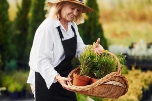 assunzione impianti nel pentole di utilizzando cestino. anziano donna è nel il giardino a giorno. concezione di impianti e le stagioni foto