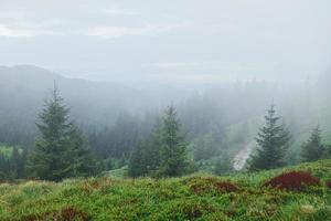 nebbia tutti al di sopra di il posto. maestoso carpazi montagne. bellissimo paesaggio di intatto natura foto