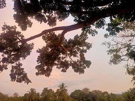 bellissimo naturale scenario nel il blu cielo, bianca nuvole e molti verde alberi in giro esso foto