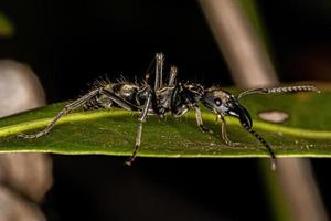 formica ponerina femmina adulta foto