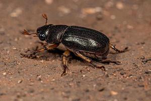 scarabeo di chafer foglia brillante adulto foto