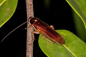 scarafaggio di legno adulto foto