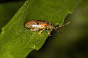 scarabeo delle pulci adulto foto