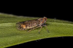 piccolo insetto planthopper adulto foto