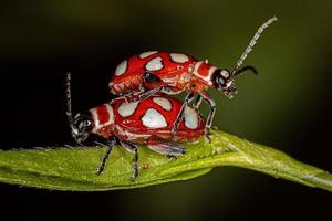 scarabeo delle pulci adulto foto