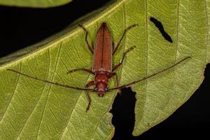 scarabeo longhorn tipico adulto foto