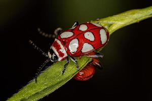 scarabeo delle pulci adulto foto