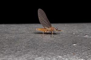 femmina adulta mayfly foto