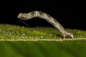 piccola larva di falena foto