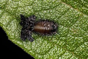 larva di scarabeo tartaruga foto