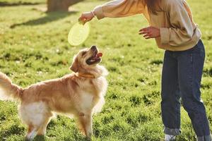 frisbee gioco. giovane donna avere un' camminare con d'oro cane da riporto nel il parco foto