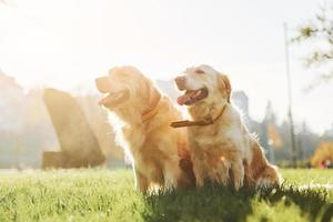 bellissimo luce del sole. Due bellissimo d'oro cane da riporto cani avere un' camminare all'aperto nel il parco insieme foto