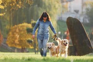 donna avere un' camminare con Due d'oro cane da riporto cani nel il parco foto