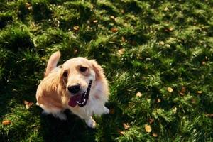 superiore Visualizza. bellissimo d'oro cane da riporto cane avere un' camminare all'aperto nel il parco foto