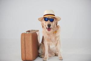 nel cappello e occhiali da sole. con valigia. d'oro cane da riporto è nel il studio contro bianca sfondo foto