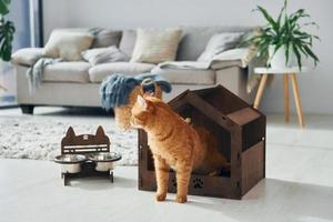 carino gatto è nel animale domestico cabina quello in casa nel il moderno domestico camera foto