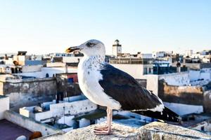 gabbiano nel Marocco foto