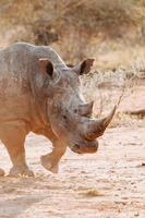 bianca rinoceronte, Sud Africa foto