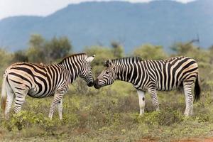Sud africano zebra foto