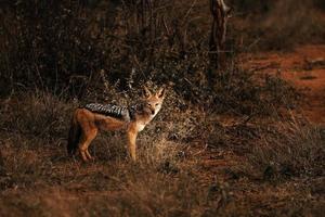 sciacallo camuffare nel il di spessore africano cespuglio foto