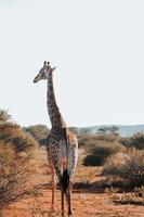 giraffa, Sud Africa foto