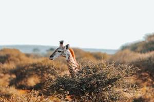 giraffa, Sud Africa foto