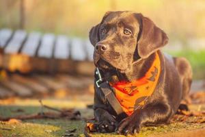 un' giovane labrador cane da riporto dire bugie nel un arancia Halloween bandana. junior labrador recuperatore. foto