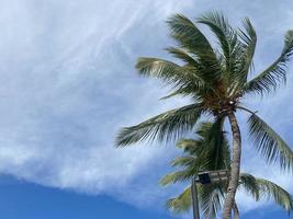 bellissimo Noce di cocco palma alberi su blu cielo sfondo foto