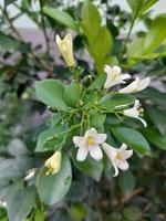 kemuning fiore è un ornamentale pianta quello produce un' acuto fragranza, particolarmente a notte. foto