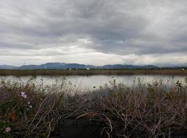 selvaggio impianti quello crescere su il banche di il fiume foto